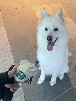 dog eating cream photo
